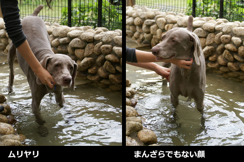 犬の温泉