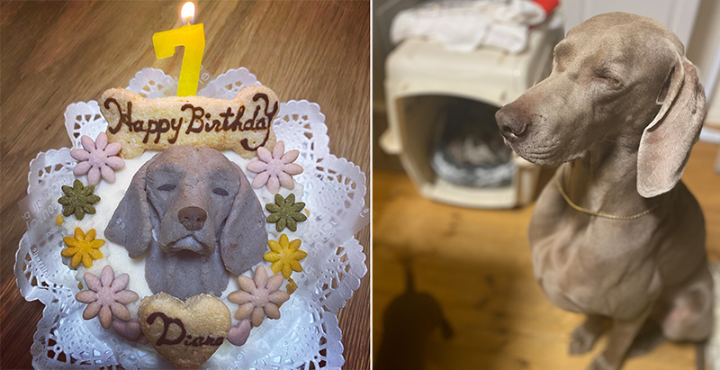犬のお誕生日ケーキ