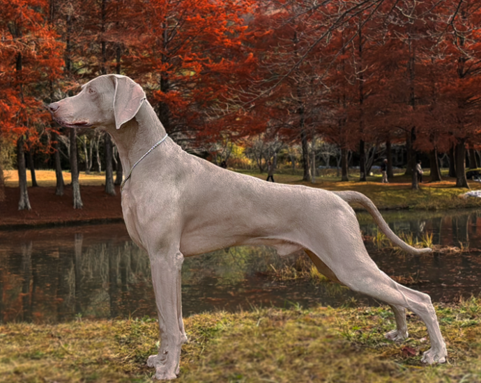 ロイヤルカナンアワード2025