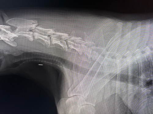 首のレントゲン