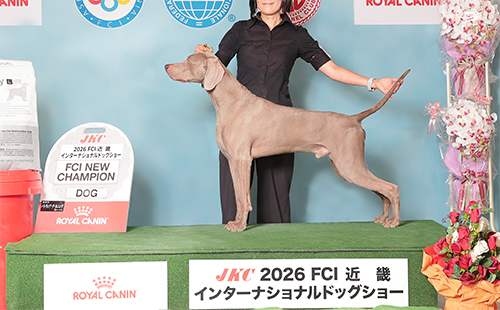セレスティン