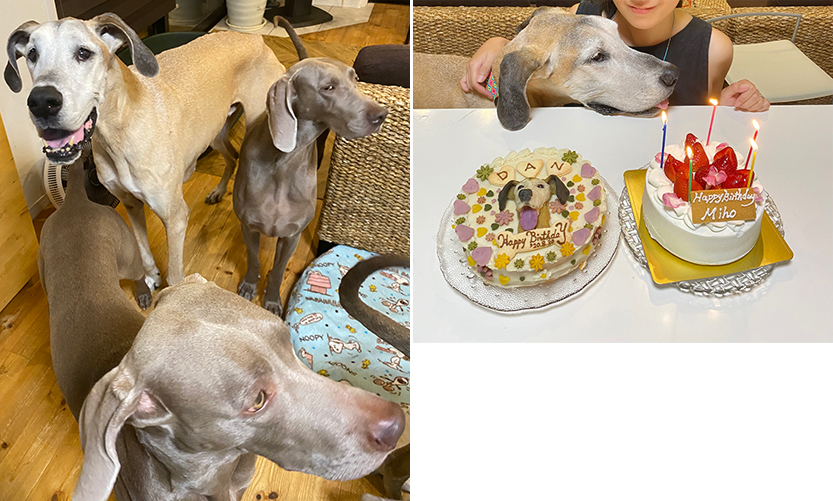 犬の誕生日ケーキ